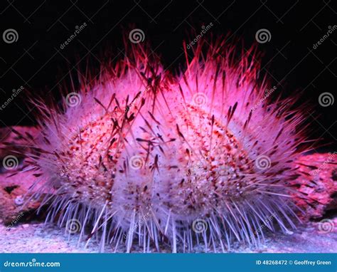 Fragile Pink Sea Urchin Stock Photo Image Of Ocean Adriatic 48268472