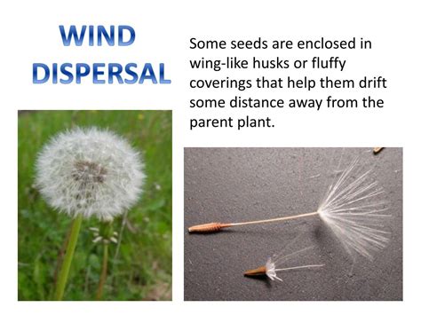 Ppt Seed Dispersal Powerpoint Presentation Free Download Id3067540