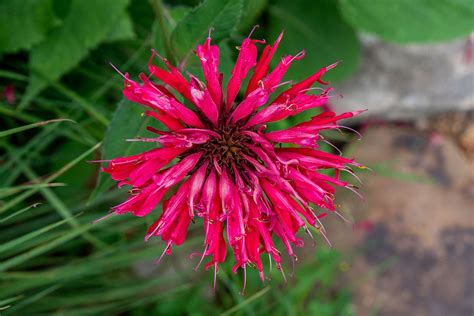 How To Grow And Care For Bee Balm
