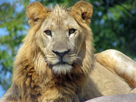 Fileafrican Lion Seneca Park Zoo Wikimedia Commons