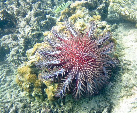 Crown Of Thorns Starfish Having Just Been On A Week Holida Flickr