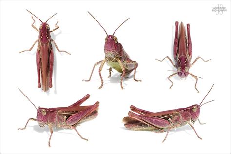 Pix for > grasshopper anatomy carapace. Grashopper, Carapace - Pin On Grasshopper : Save your ...