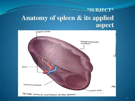 Solution Anatomy Of Spleen Studypool