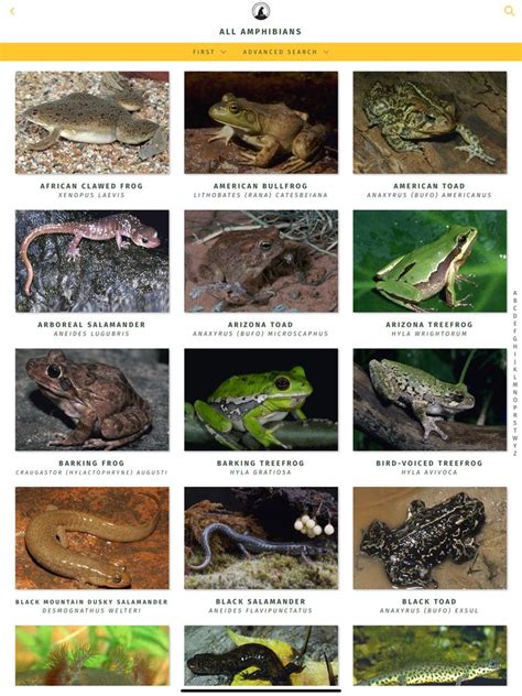 Amphibian Identification Guide Amphibians National Wildlife