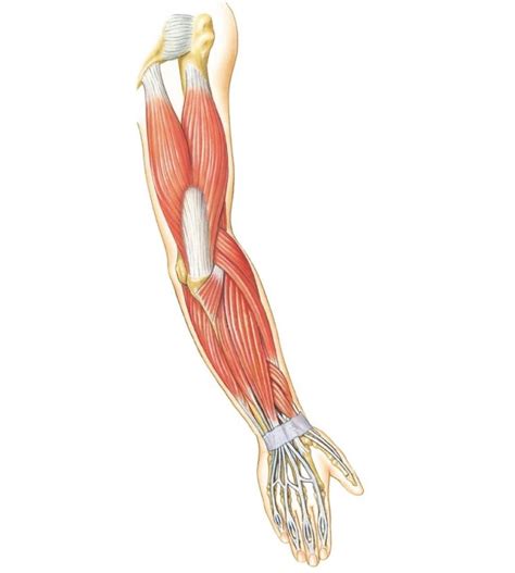 Their main function is contractibility. Arm Muscles Diagram Unlabeled - 101 Diagrams
