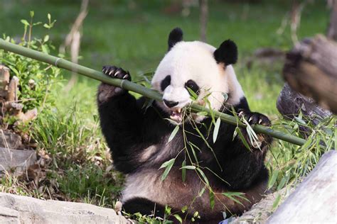 New Panda May Be Born Soon At National Zoo Time