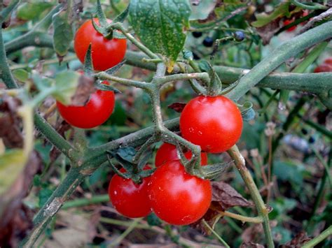 Filecherrytomato Wikimedia Commons