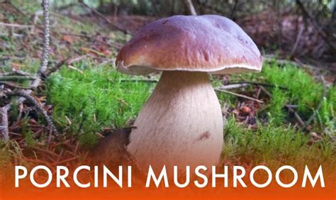 Magic Mushrooms Found In Ohio All Mushroom Info