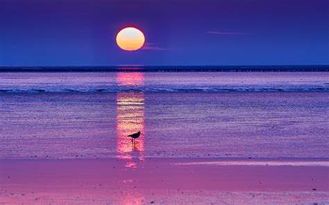 Download Horizon Dawn Sun Seagull Sunrise Sea Nature Ocean Hd Wallpaper