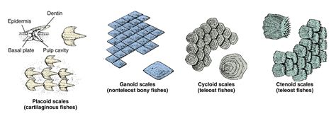 Different Types Of Fish Scales