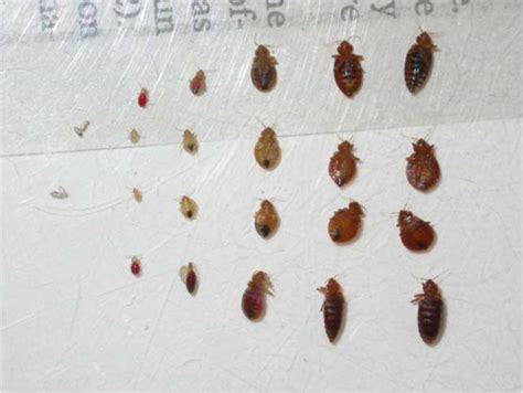 bed bugs faq and solutions from rose pest solutions