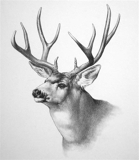 Wildlife Art By Kenny Oliver At Deer Drawing Wildlife