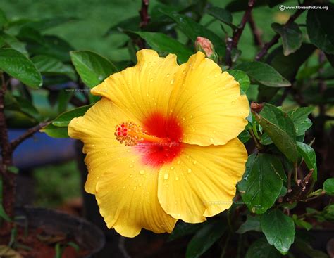 Colors In Hawaiian Photos
