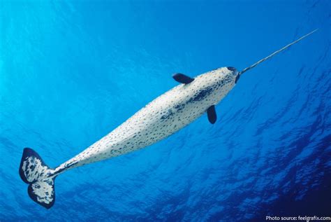 Interesting Facts About Narwhals Just Fun Facts