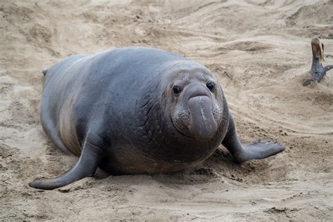 Creature Feature: Elephant seal