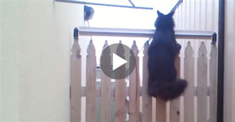 For more info check our. Their Cat Kept Jumping Over The Fence So They Came Up With ...