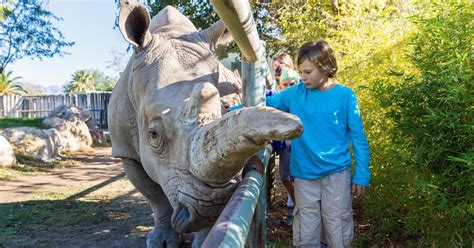 • reid park zoo was originally established in 1965 just north of the zoo's current site as a fledgling zoo with exhibits of guinea fowl, peafowl and pheasants. 2019 AZAALAS Fall Family Fun Event at the Reid Park Zoo ...