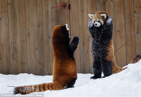 Red Panda Appears To ‘surrender During A Snowy Standoff At Granby Zoo