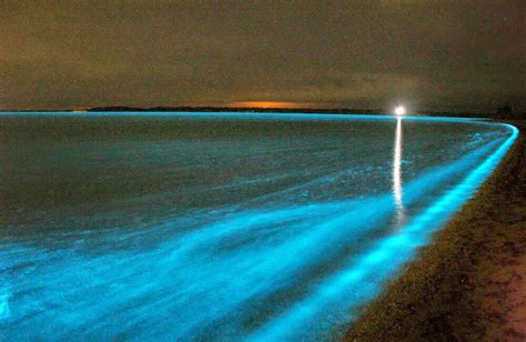 Maldives Beach Glows At Night