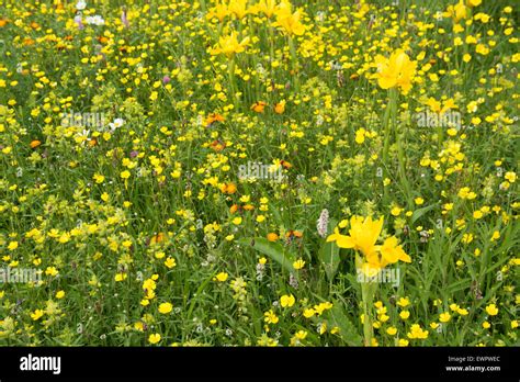Yellow Meadow Flowers Stock Photo Alamy