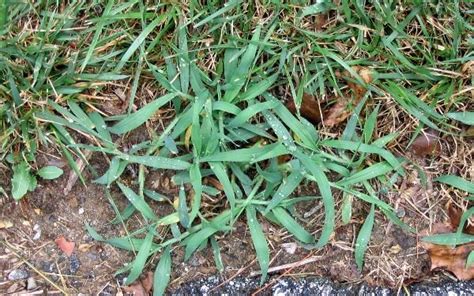 Common Home Lawn Weeds In Maryland University Of Maryland Extension