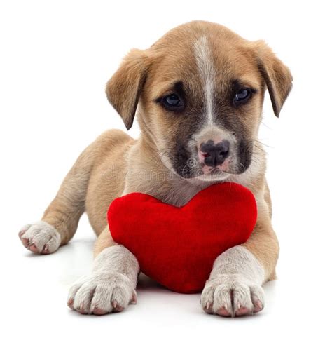 Puppy With Toy Heart Stock Image Image Of Puppy Horizontal 139792851