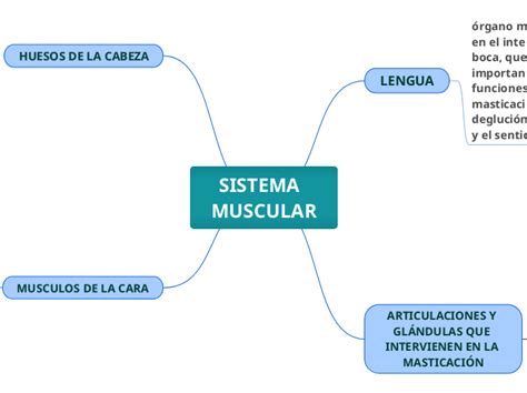 Sistema Muscular Mind Map