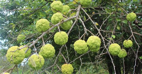 The Osage Orange Trees Purpose Evolved As History Developed