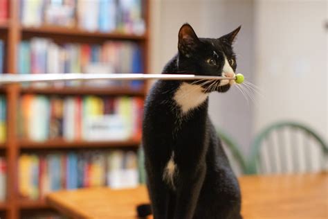 A treat, a cuddle, a favourite game. How to clicker train your cat - Adventure Cats