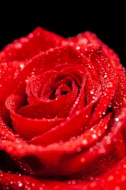 Premium Photo Close Up Of Fresh Beautiful Red Rose Over Black