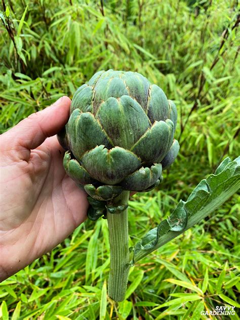 Growing Artichokes In A Vegetable Garden A Seed To Harvest Guide