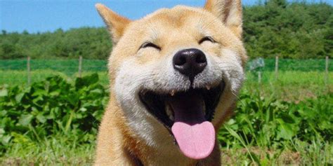 Happy puppies videos apk version 2.2.3 download for android devices. 32 Happy Dogs To Celebrate International Day Of Happiness (PICS, VIDEOS, GIFS)