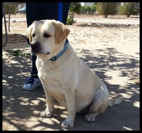 Akc english white labrador retriever puppies. Labrador_Stud_Service | Lab Puppies Southern California