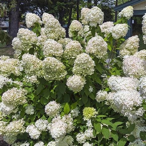Summer Flowering Hardy Shrub Collection Yougarden
