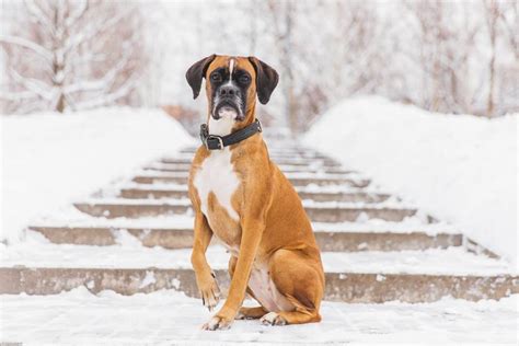 Boxer Dog Breed Information Complete Guide Dog Is World