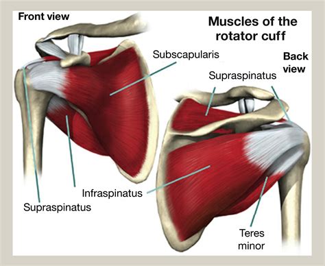 Rotator Cuff Muscles Anatomy