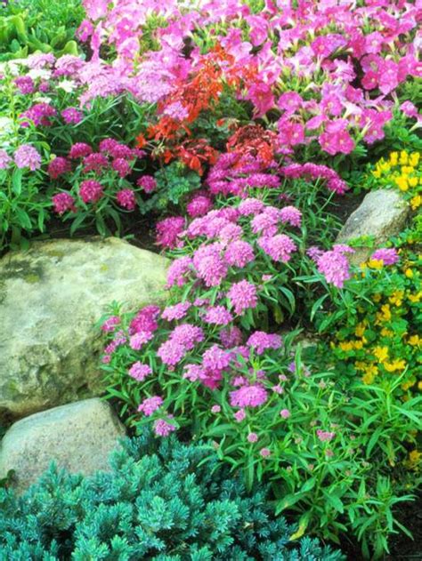 The idea is to place flowers that will draw you to come in closer. Creating a rock garden design and planting it - ideas for ...