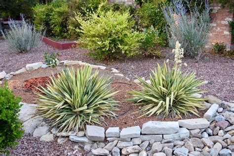 Use The Desert Native Yucca Plant In Your Las Vegas Landscape