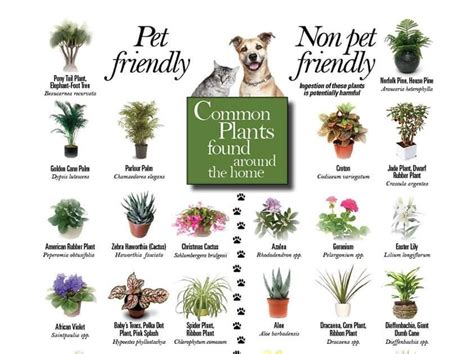 20 New Garden Plants Toxic To Dogs