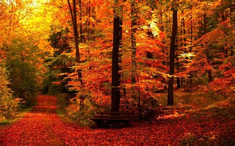 Autumn Aesthetic Landscape