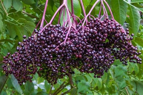 Sambucus Canadensis 50 Seeds American Elderberry Shrub Cold Hardy Med