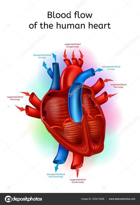 Caudal De Sangre En El Corazón Humano Esquema Vectorial Realista Vector