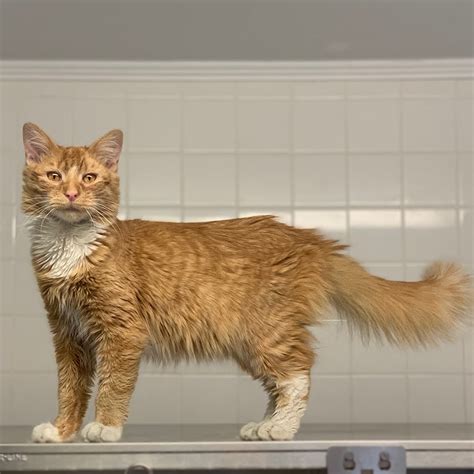 Nci1077 Calvin Male Young Orange Tabby Longhair Cat Adk Animal League