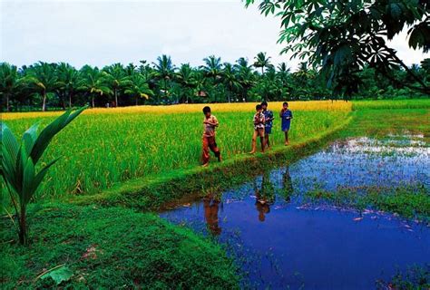 Children Playing In The Paddy Field Kerala Travel Kerala Tourism