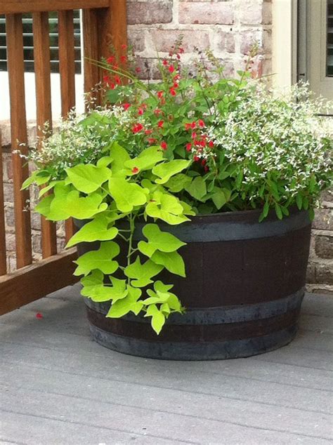 Colorful Full Sun Whiskey Barrel Container Garden With Lime Green Sweet