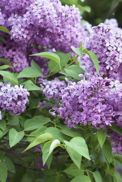 Lilacs Bush Best Growing Conditions For Lilacs Lilac Plant Syringa Is