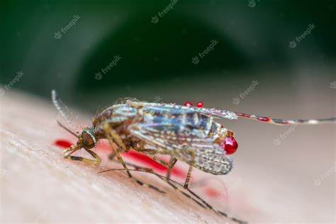 Premium Photo Smashed Mosquito Aedes Aegypti Sucking Blood To Died