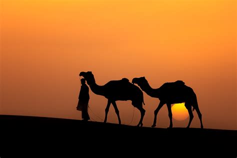 Sunset Camel Silhouette Francis J Taylor Photography