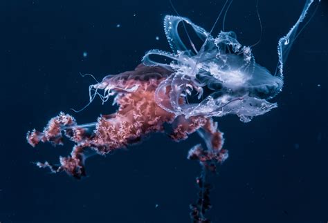 วอลเปเปอร์ แมงกระพรุน โลกใต้น้ำ หนวด มหาสมุทร 5017x3425 Wallup