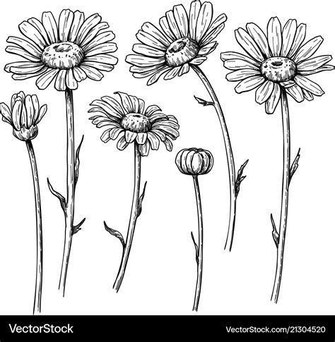 Daisy Flower Drawing Hand Drawn Engraved Vector Image